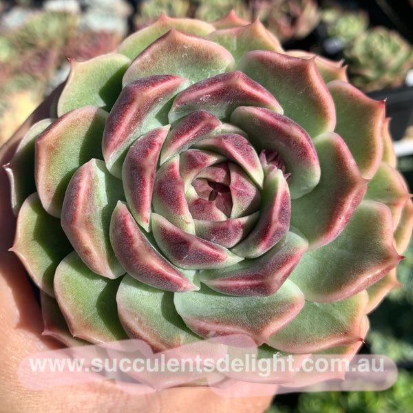 Echeveria White Amethyst 白紫晶