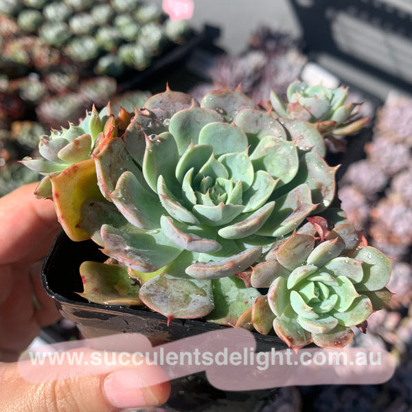 Echeveria Polka 波尔卡