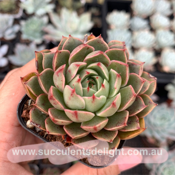 Clearance: Echeveria Agavoides Santa Lewis 圣路易斯
