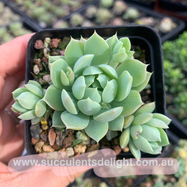 Graptoveria macdougallii x minima 蔓姬 Succulents Delight New Hybrid