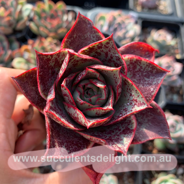 Echeveria Red Flame 烈焰