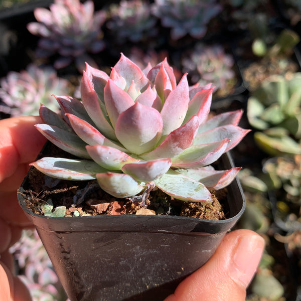 Echeveria Violet Queen 紫罗兰女王