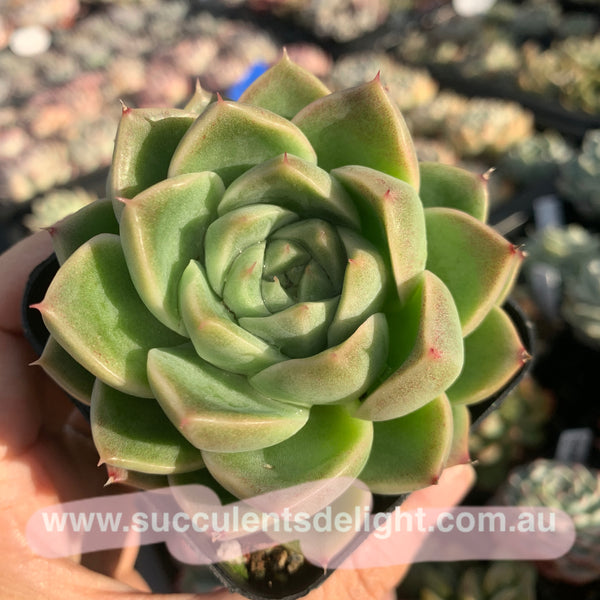 Echeveria Malgan 实生麦秆