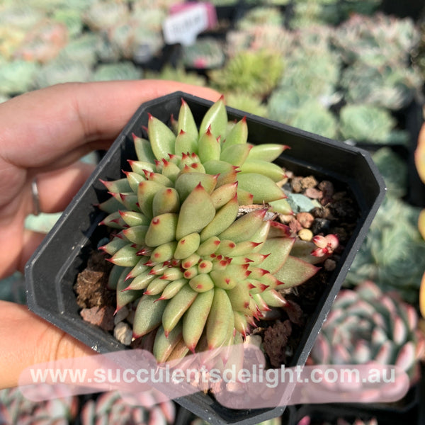 Echeveria agavoides f.cristata Echeveria agavoides 'Crest' 虎鲸