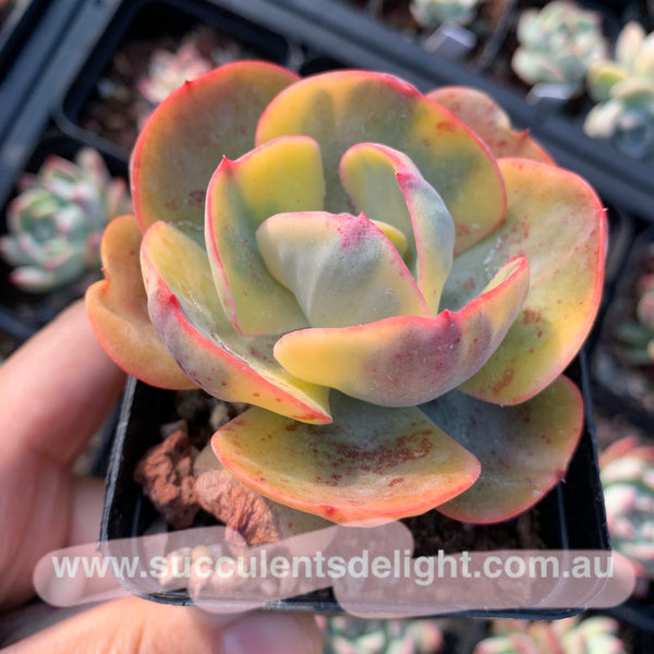 Echeveria Sunset Peony Variegated 夕阳牡丹锦