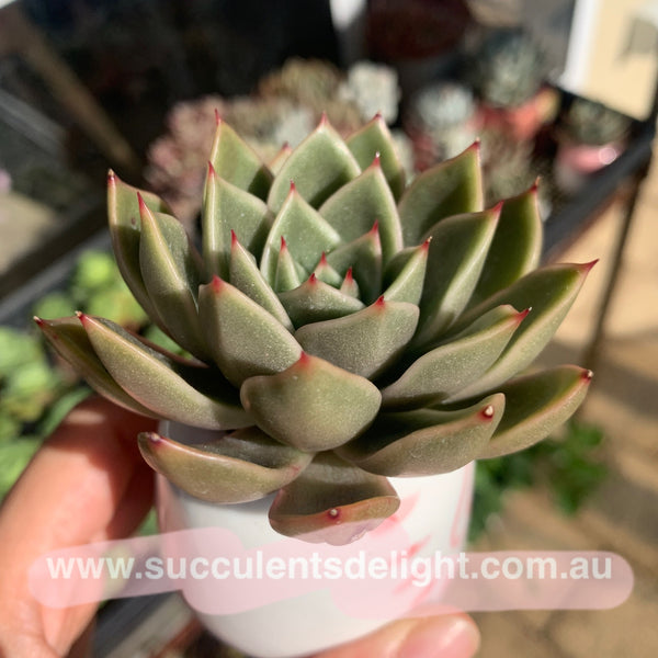 Echeveria Agavoides Mira 米娜东云