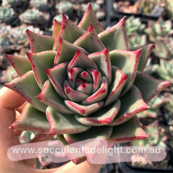 Echeveria Agavoides Ebony Romeo 乌木x罗密欧