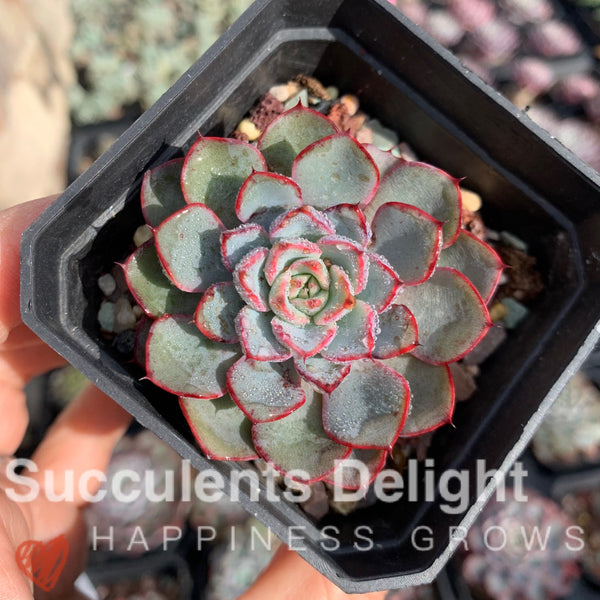 Echeveria Romantic Rose 浪漫玫瑰