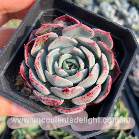 Echeveria San Camellia 圣卡美妮