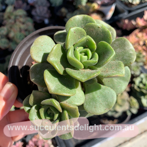 Aeonium Lily Pad 百合莉莉