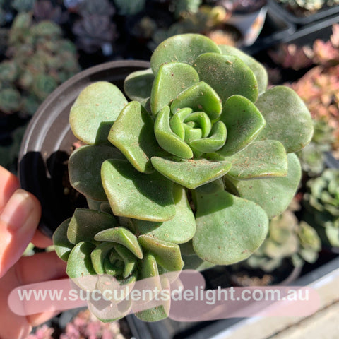 Aeonium Lily Pad 百合莉莉