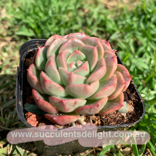 Echeveria Emerald Jade 翡翠玉