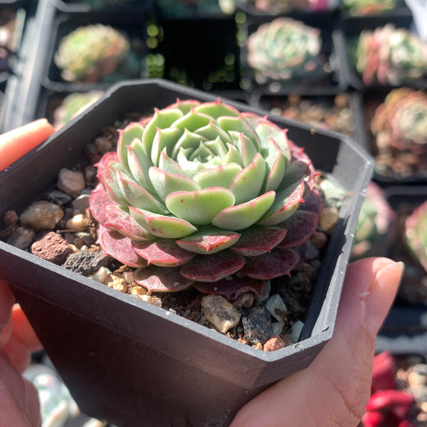 Echeveria Sacred Peach 仙桃