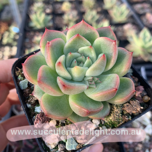 Echeveria Emerald Crystal 玉水晶