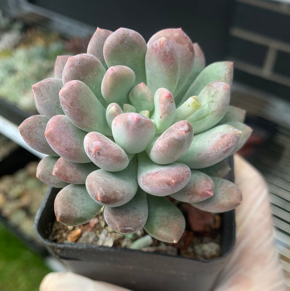 Pachyveria Clavifolia 灯美人