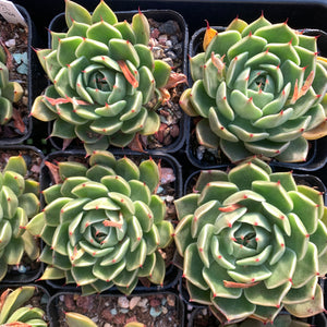 Echeveria Green Gravity 绿色引力 - Succulents Delight 2022 New Hybrid