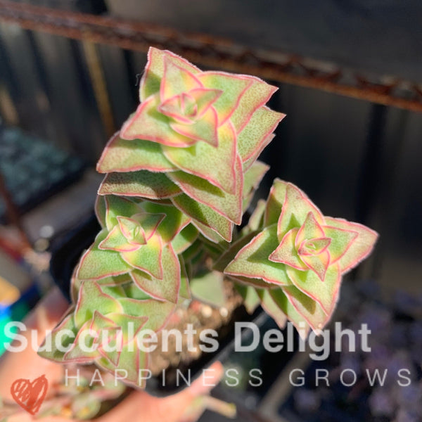 3 cuttings Crassula perforata var. variegata 十字星锦砍头