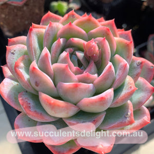 Echeveria Pink Dream 粉梦