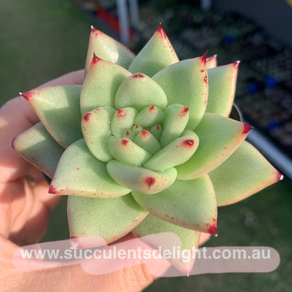 Echeveria agavoides Corderoyi 黄金玛利亚