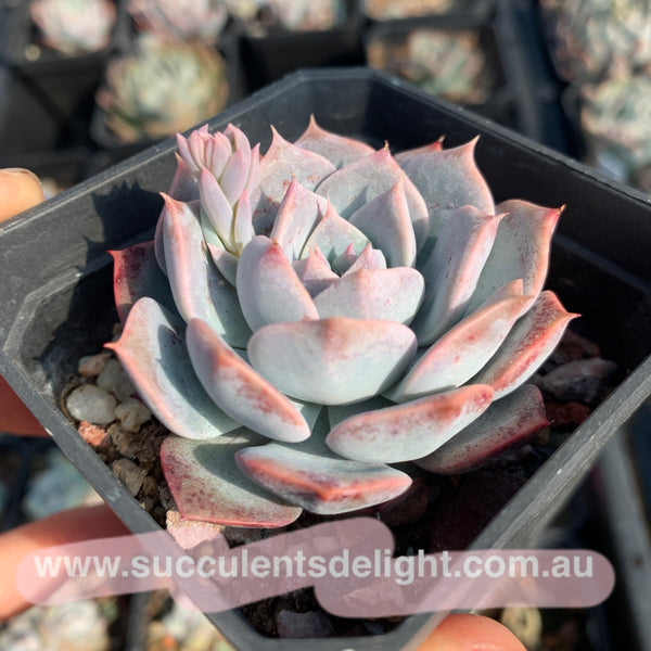 Echeveria Tornado 龙卷风