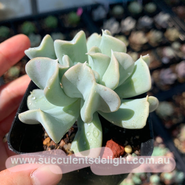 Echeveria runyonii cv Topsy Turvy 特玉莲