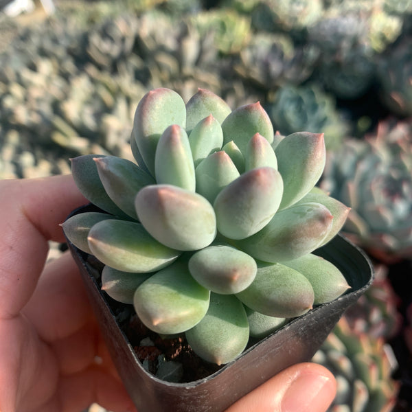 Pachyveria Sweet Bean 甜豆