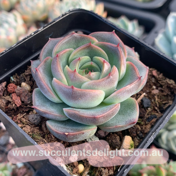 Echeveria Peach Blossom 桃花源 Succulents Delight New Hybrid