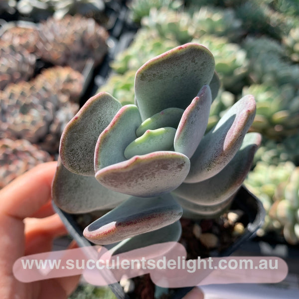 Cotyledon Jade Fan 玉扇