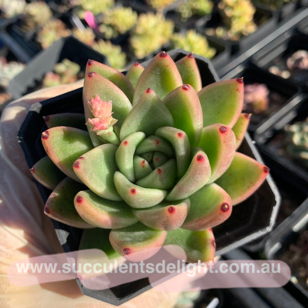 Echeveria Agavoides Miranda 米兰达东云