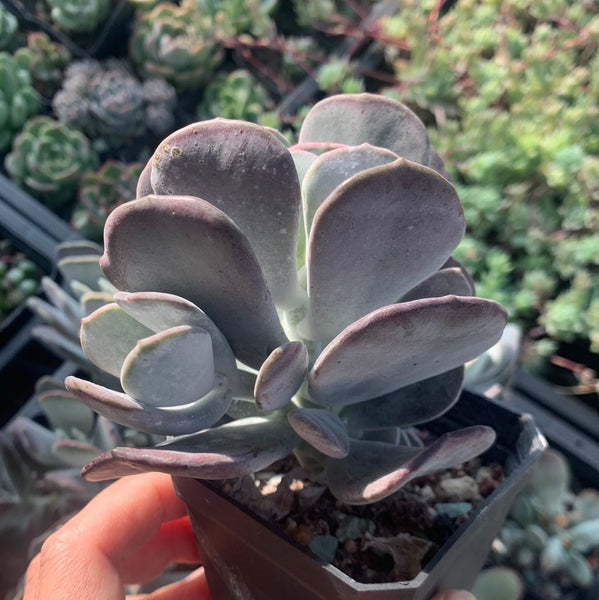 Cotyledon Jade Fan 玉扇