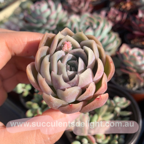 Echeveria Full Moon 满月