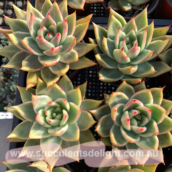Echeveria Agavoides Gaya 东云Gaya