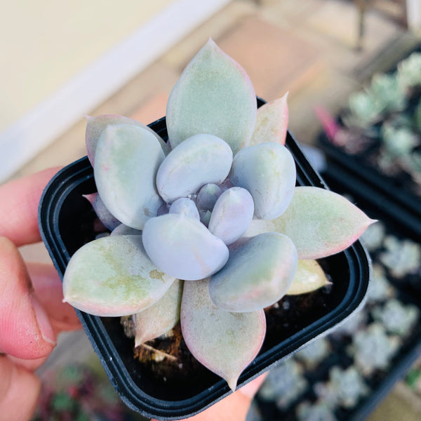 Echeveria Snow Queen 白雪女王