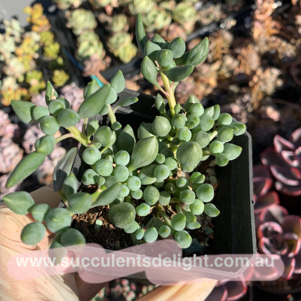 Senecio Citriformis 锦上珠