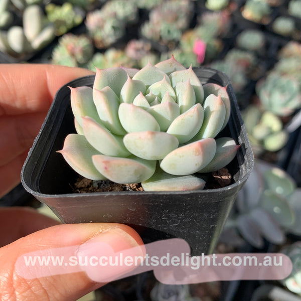Echeveria Strawberry and Cream 奶油草莓