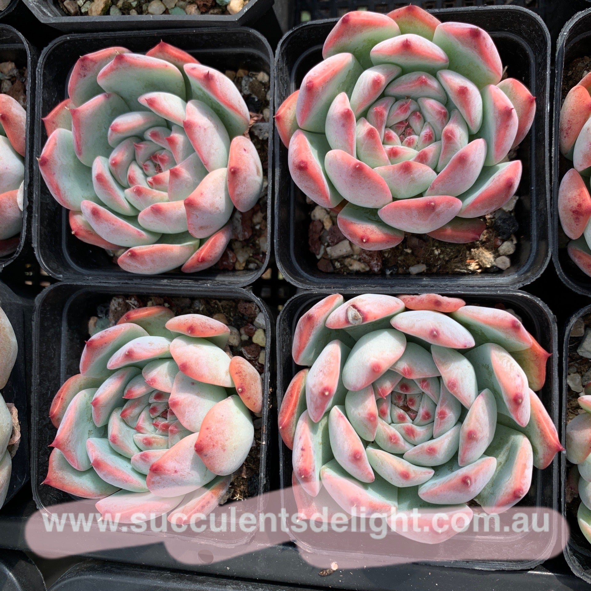 Echeveria Moon Shadow 月之影