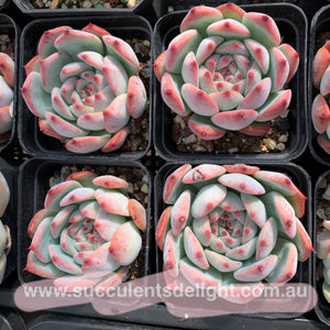 Echeveria Moon Shadow 月之影