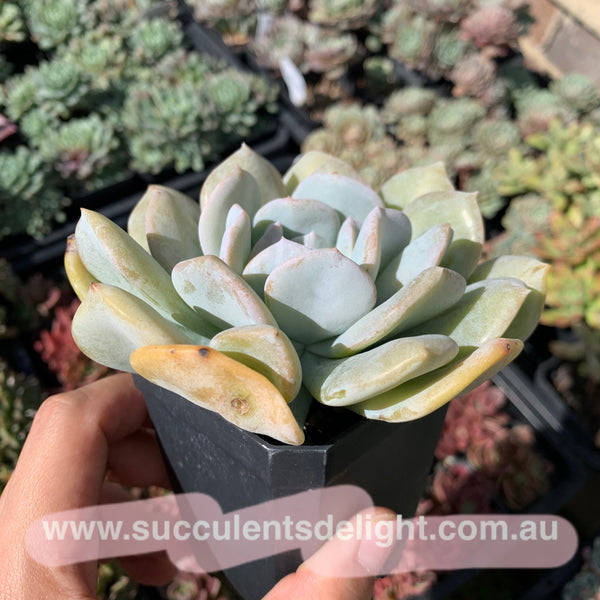 Clearance: Echeveria Exotic 雪特