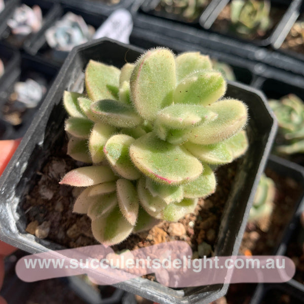 Cotyledon Tomentosa Bears Paw White Variegated 白熊/熊童子白锦