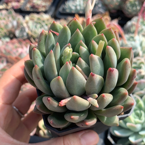 Pachyveria Ebony Finger 乌木x婴儿手指