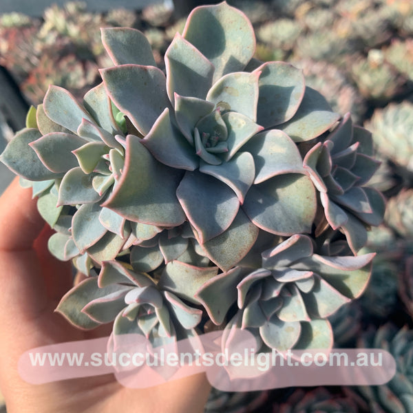 Groptoveria Coconut Ice cluster 椰子冰群