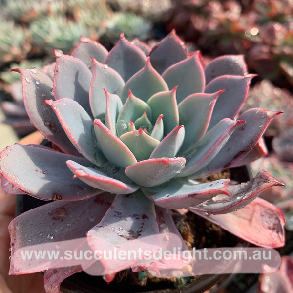 Echeveria La Candy LA糖果