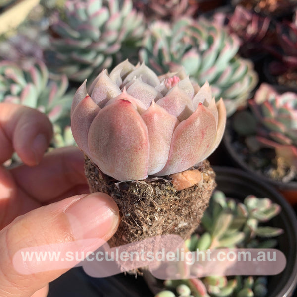 Echeveria Full Moon 满月