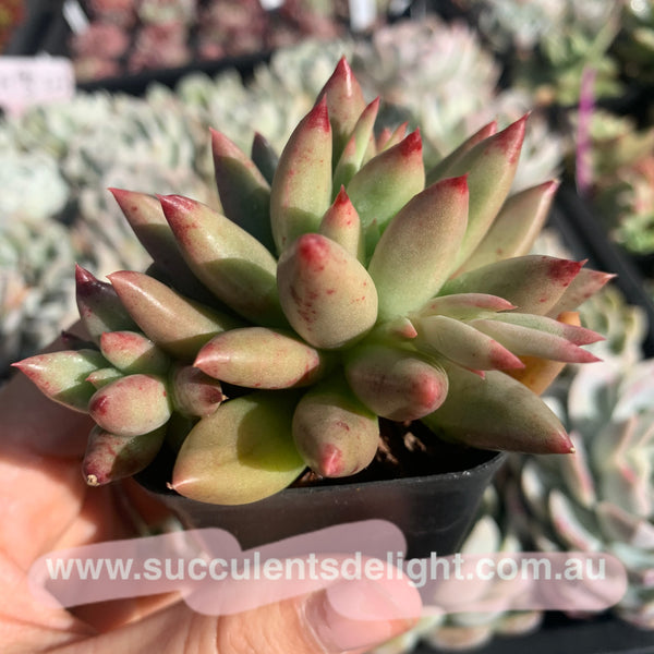 Pachyveria Ebony Finger 乌木x婴儿手指