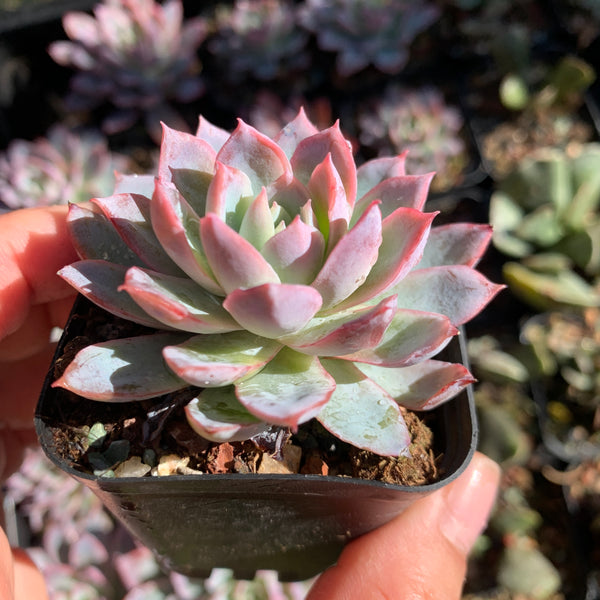 Echeveria Violet Queen 紫罗兰女王