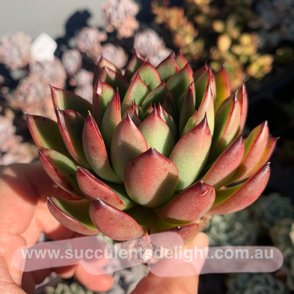 Echeveria Agavoides Christmas Eve 圣诞东云