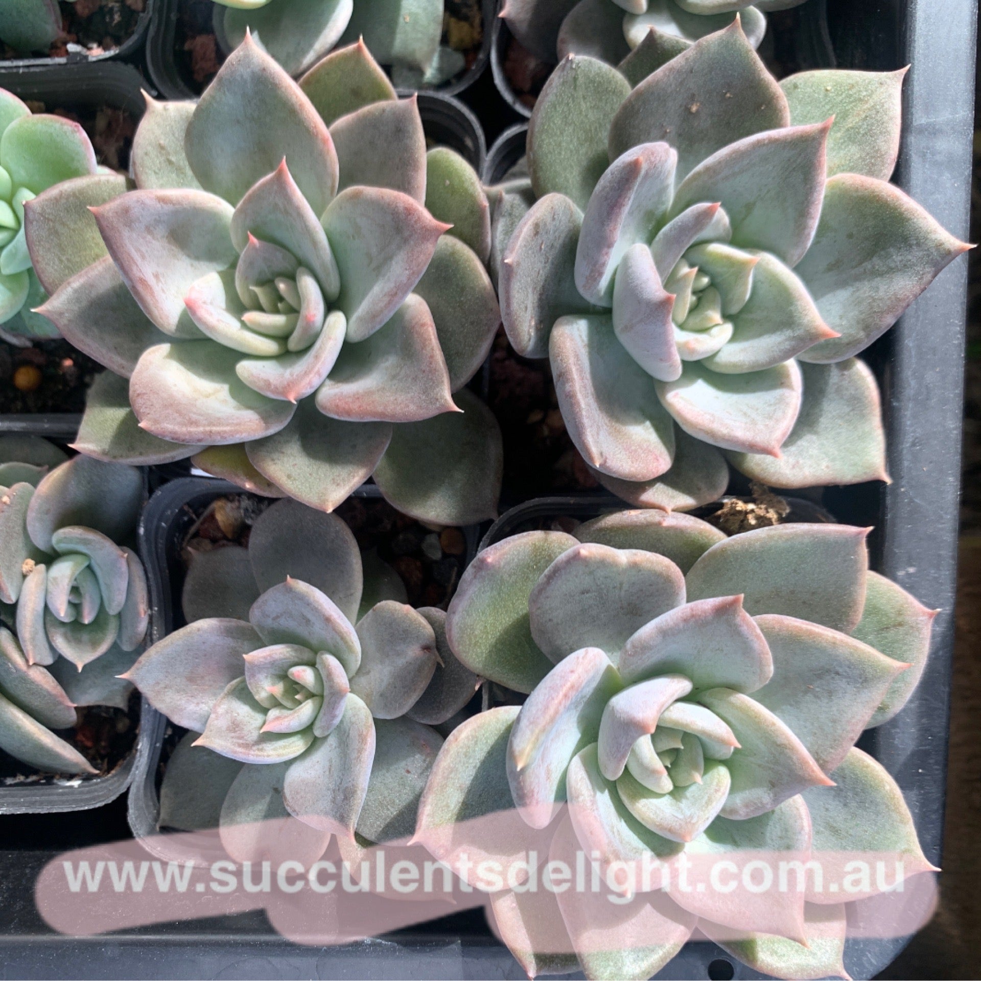 Echeveria Silver Queen 银后
