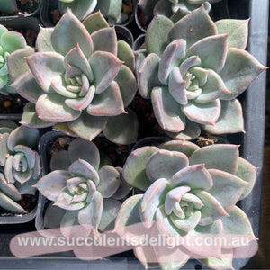Echeveria Silver Queen 银后