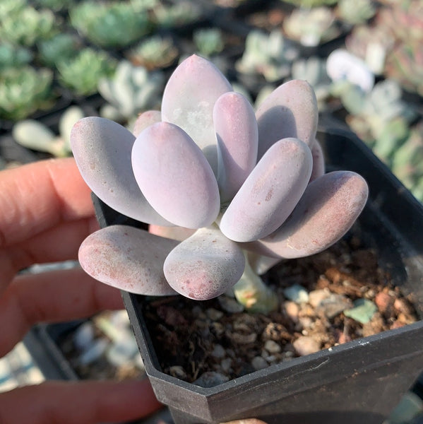 Pachyphytum cv. MOMOBIJIN 桃美人