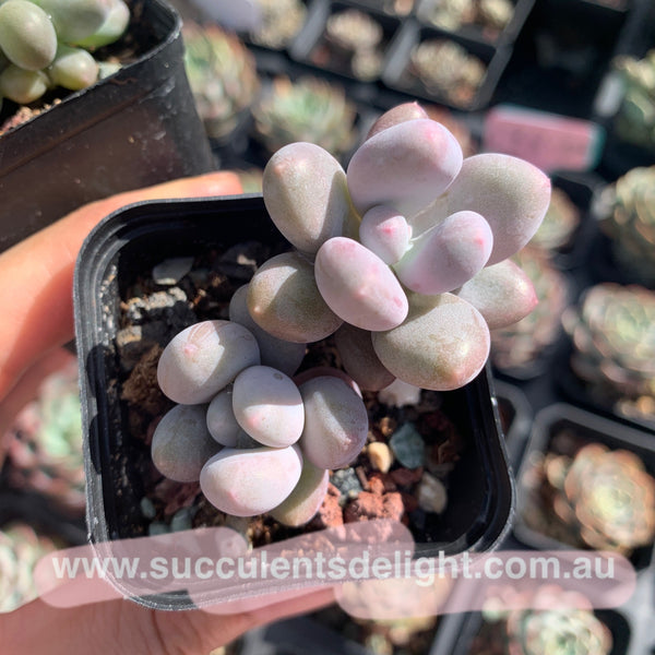 Pachyphytum cv. MOMOBIJIN 桃美人